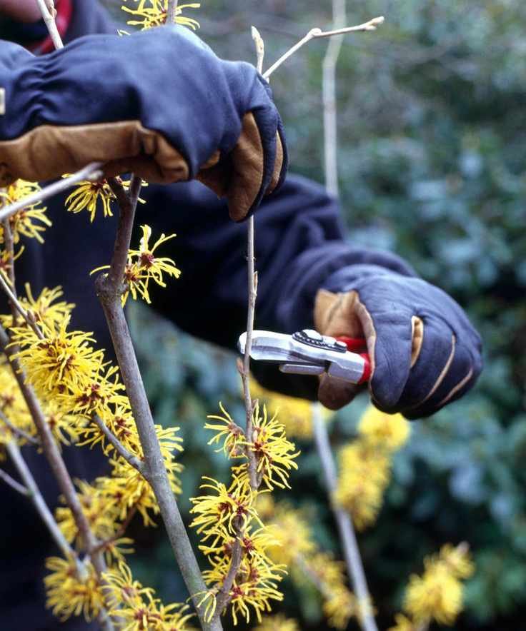 Using secateurs to prune Hamamelis (Witch Hazel)