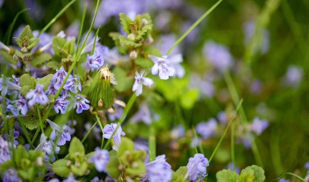 Tips to Eliminate Creeping Charlie and Restore Your Garden
