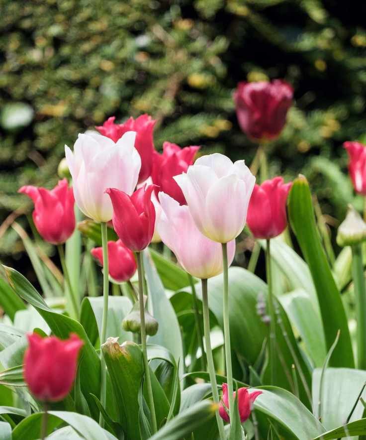 Light and dark pink tulips with green stems