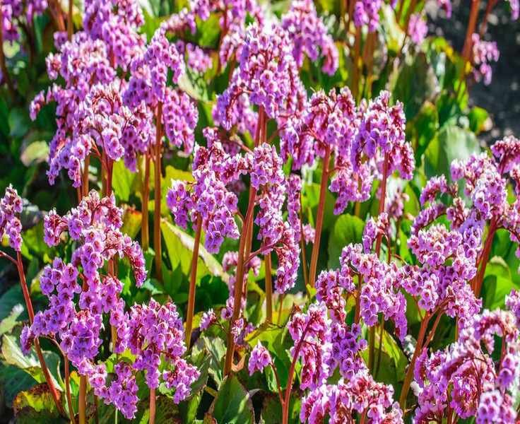 Best Plants for Zone 3: A Comprehensive Guide for Your Garden