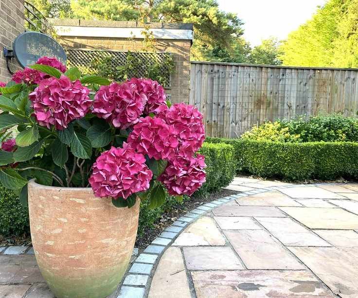 pink hydrangea in container in garden