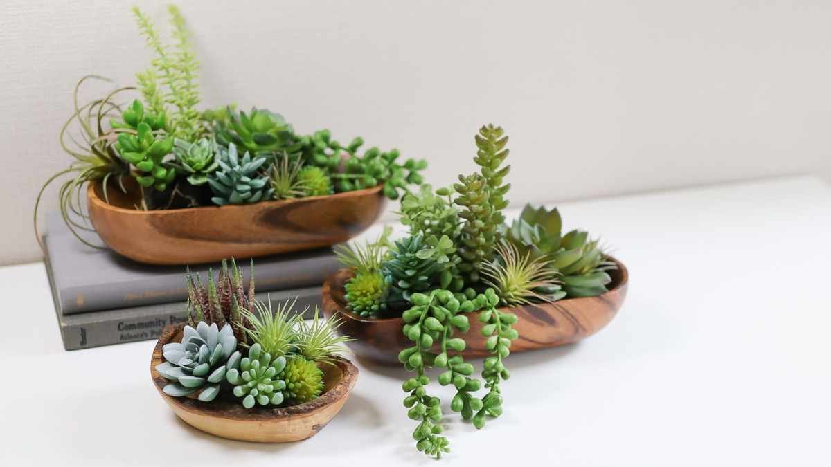 Top Fast-Growing Succulents: 5 Varieties That Flourish Quickly