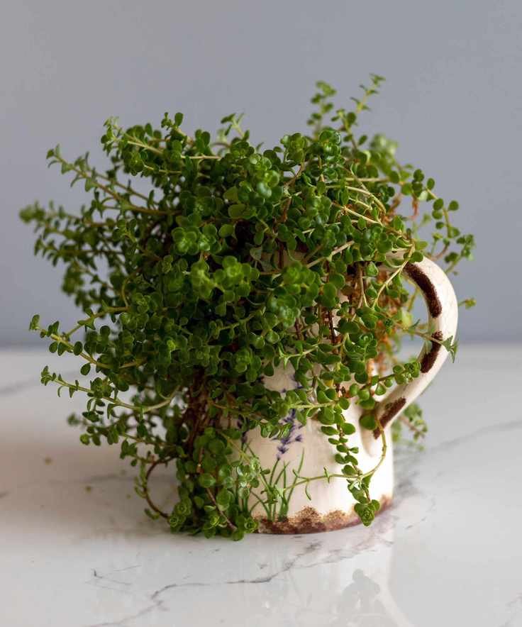 Houseplant Soleirolia soleirolii in white flowerpot