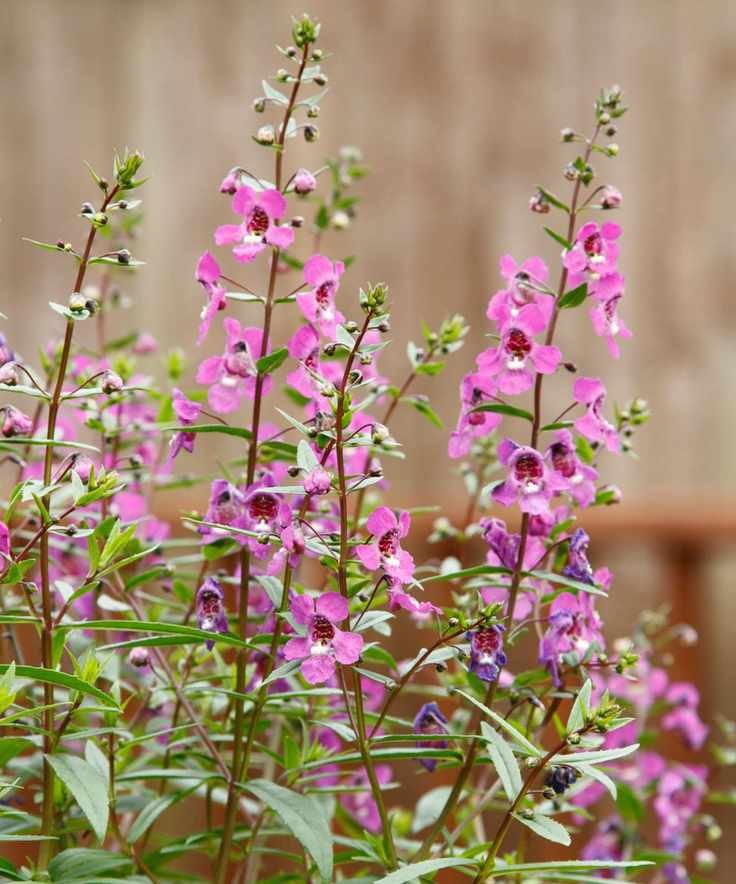 Angelonia