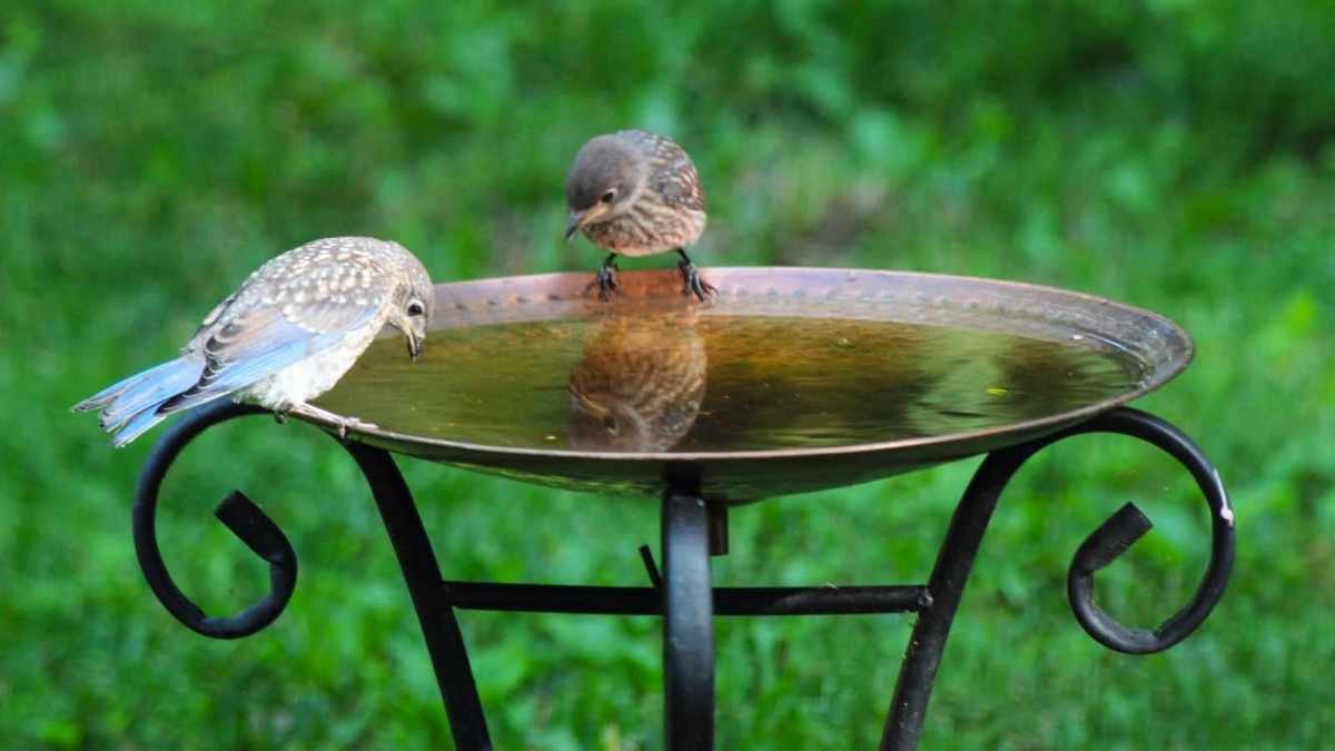Chic Solar Fountain Alternative for Your Garden That's on Sale Now