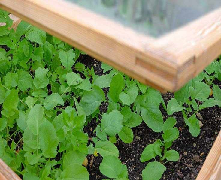 7 Vegetables to Sow in February for Early Homegrown Harvests
