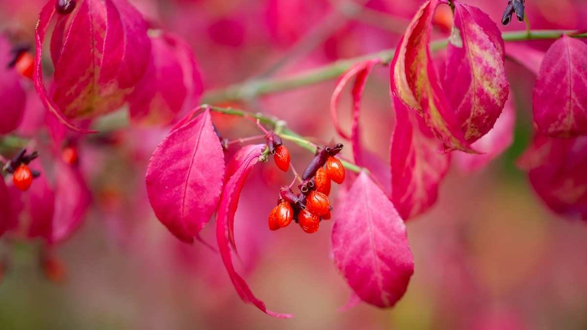 Top Euonymus Varieties: Vibrant Shrubs for Every Garden