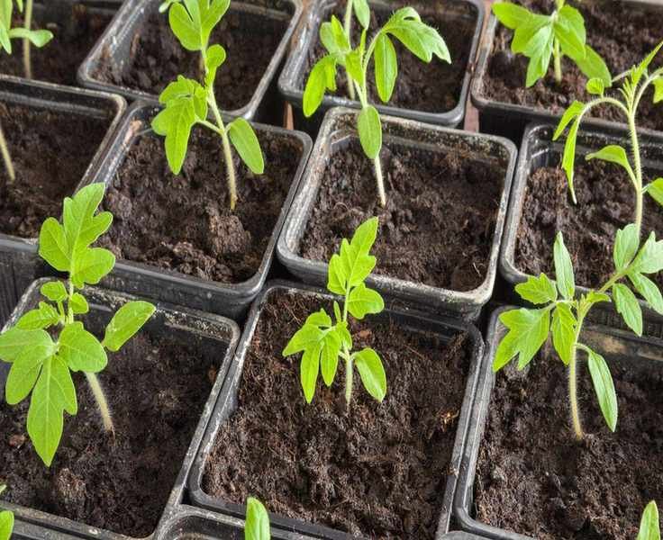 Reasons for Yellow Leaves on Tomato Seedlings and Solutions