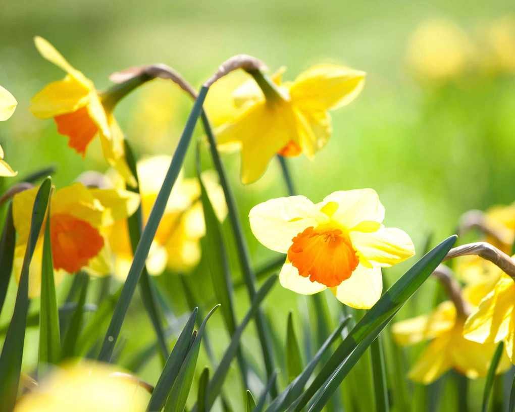 When is the Right Time to Cut Back Daffodils?