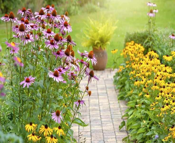 Top Flowers for Renters – 10 Colorful Blooms for Your Garden