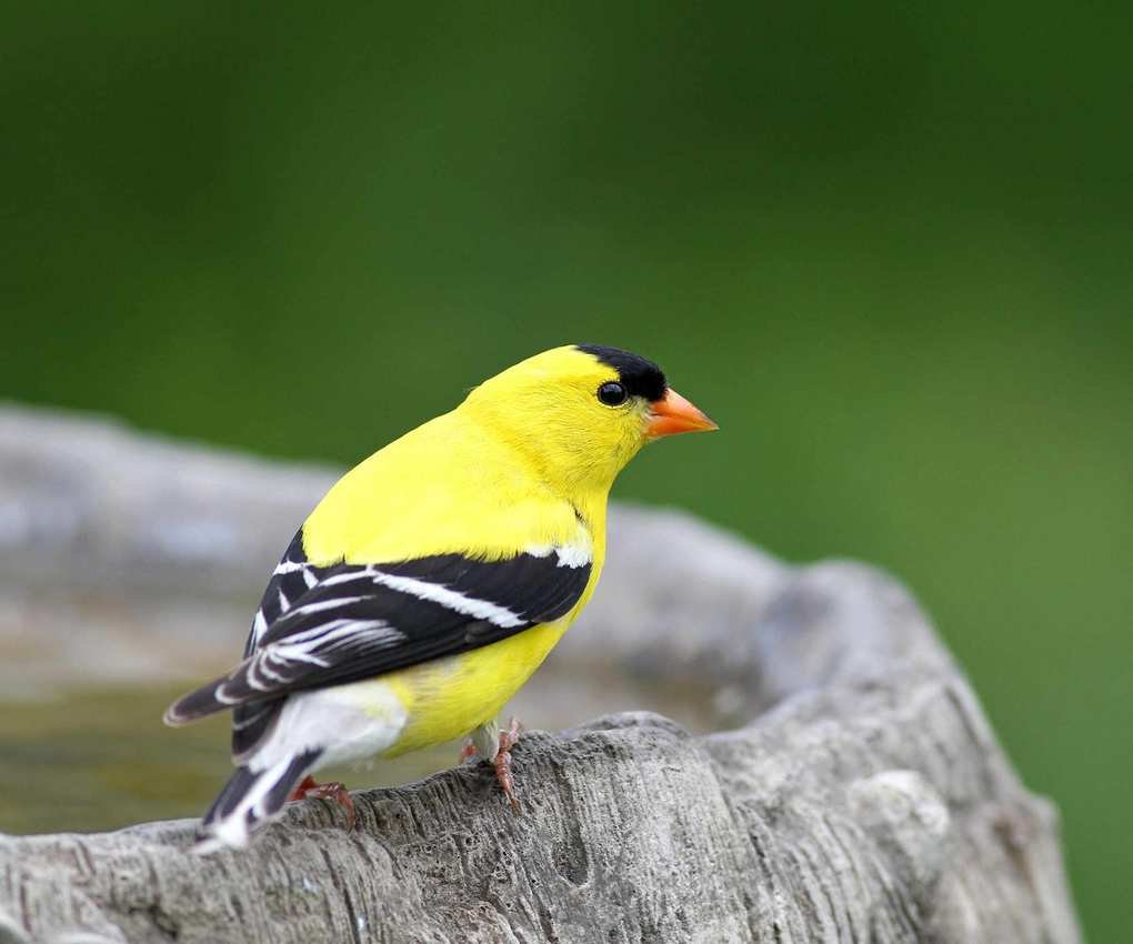 American goldfinch at bird bath