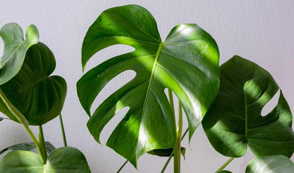 Create Your Own Monstera Potting Mix: A Simple Recipe