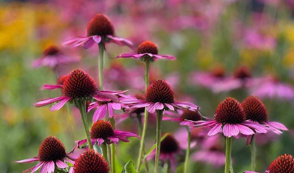 Harvesting Coneflower Seeds for a Lush Garden Next Year