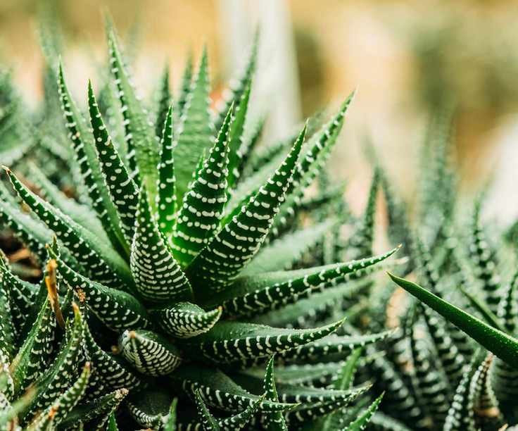 Haworthia