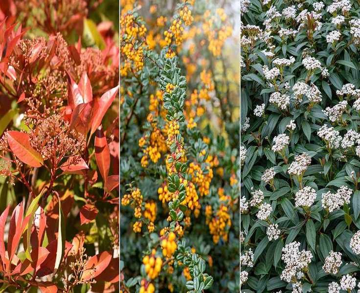 Top 10 Landscaping Shrubs to Enhance Your Yard's Appeal
