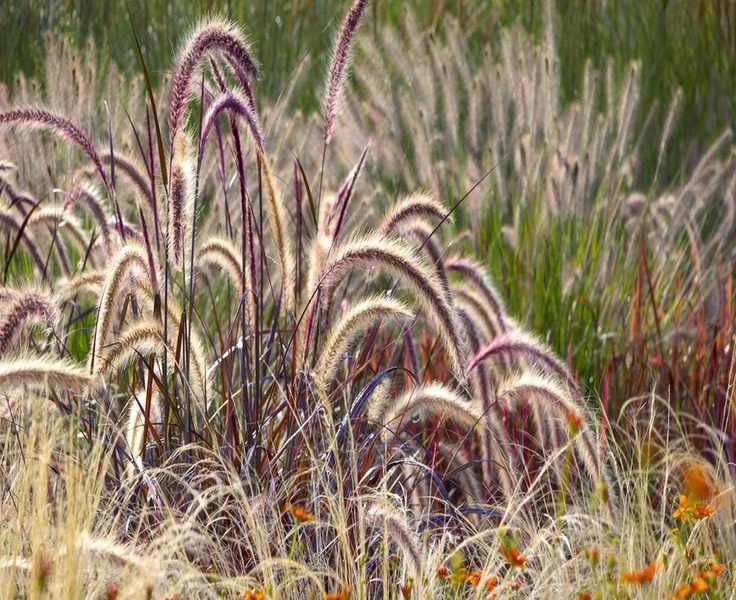 Impressive Container Plant for All Seasons: The Purple Fountain Grass
