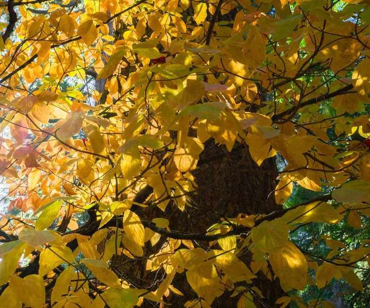 Pacific dogwood tree in fall with yellow leaves