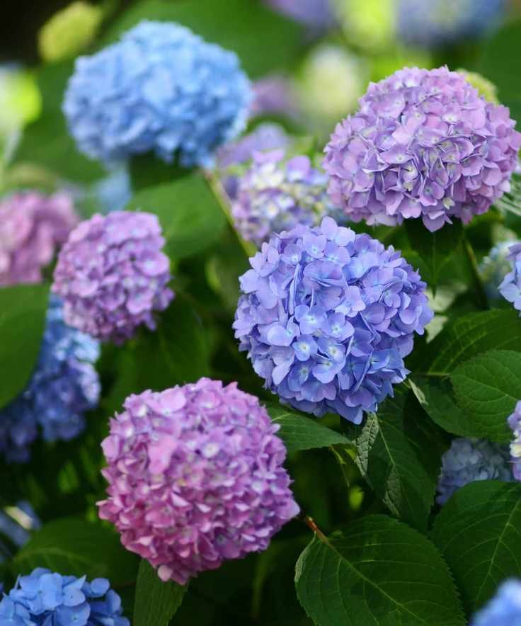 Hydrangeas