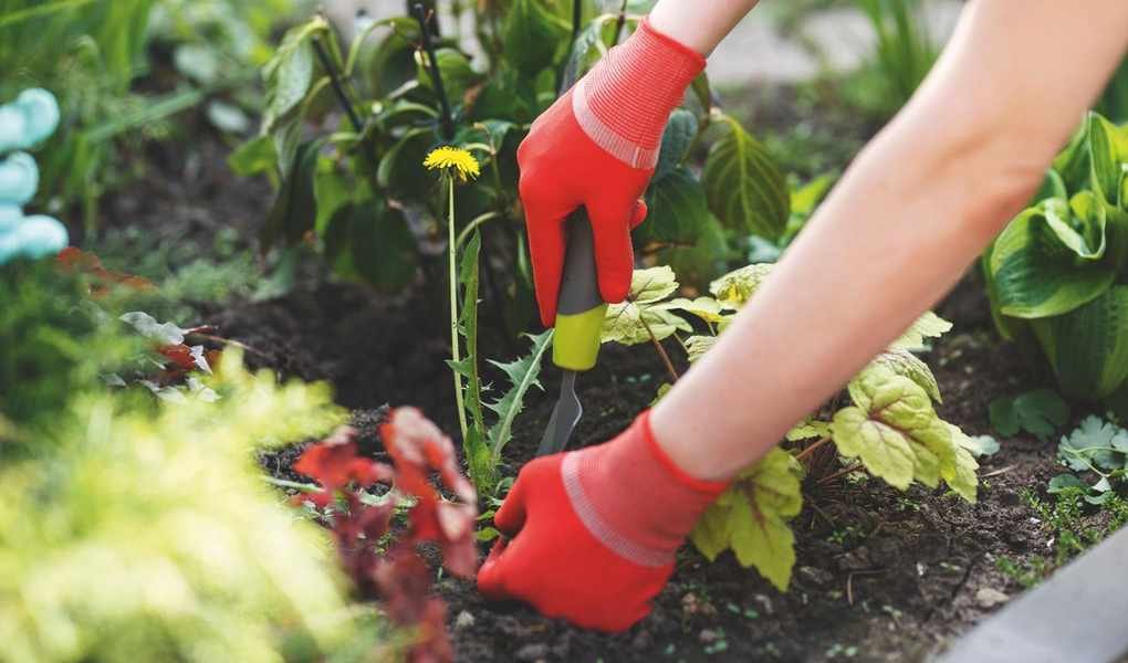 Using Vodka for Weed Control: A Surprising Household Trick