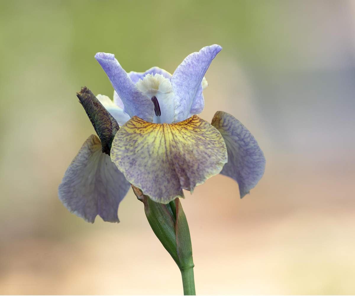 Stinking iris flower