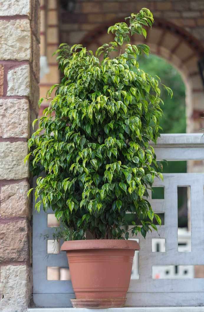 weeping fig on a balcony of a house