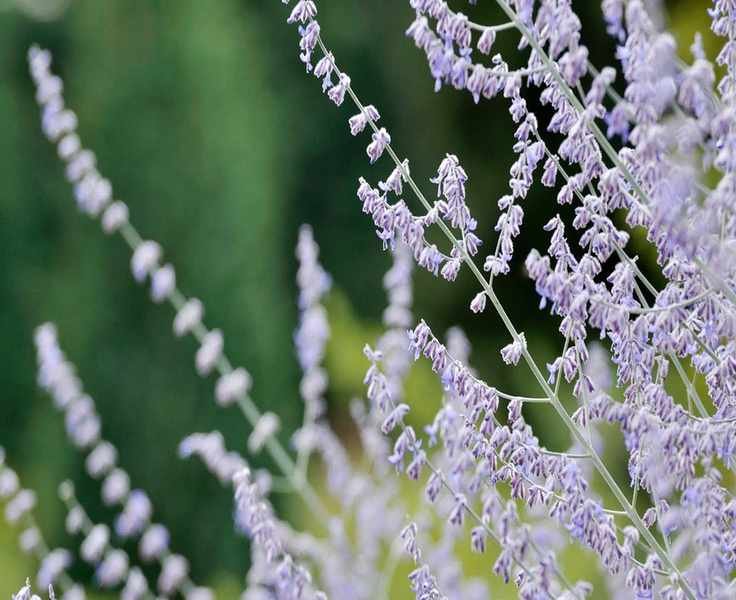 Propagating Russian Sage: Easy Techniques for Thriving Perennials