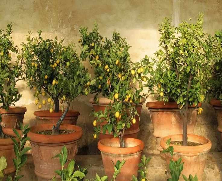 Transform Your Small Yard Into a Fruitful Self-Sufficient Orchard