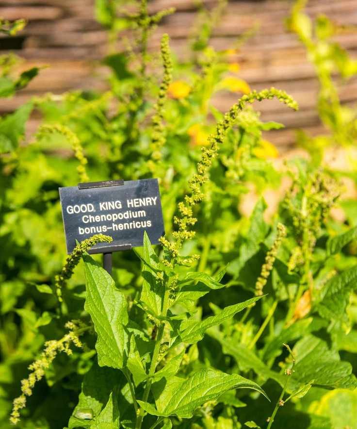 Good King Henry growing in a botanic garden