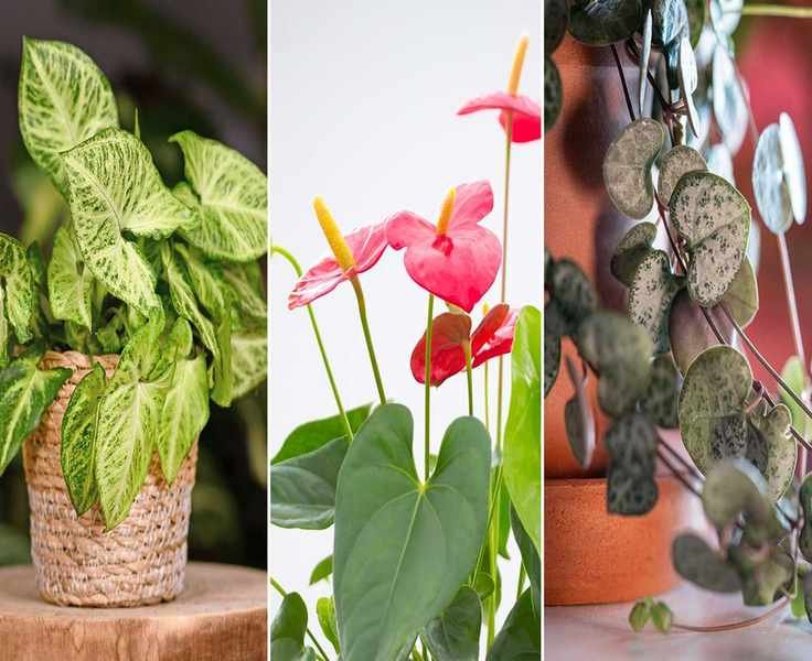 Charming Houseplants with Heart-Shaped Leaves to Love Year-Round
