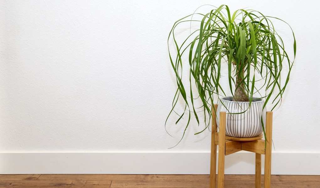 Expert Tips for Caring for Your Ponytail Palm Tree Indoors