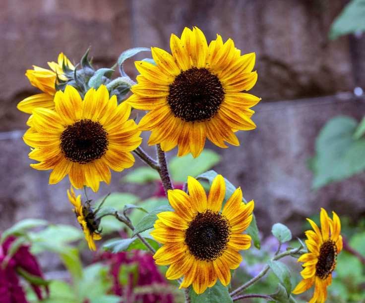 Yellow 'Tiger Eye' sunflowers in a summer garden border
