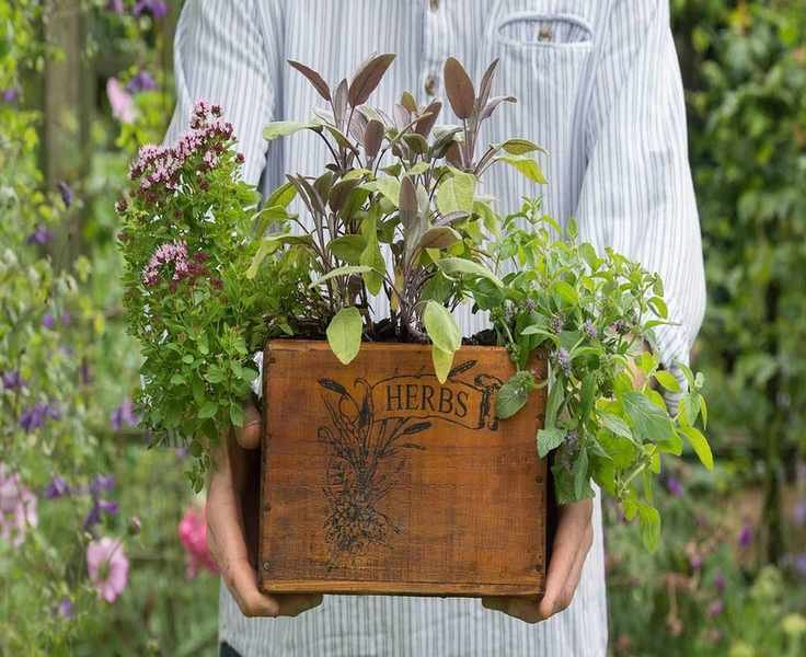 Choosing the Right Potting Soil for Thriving Herbs