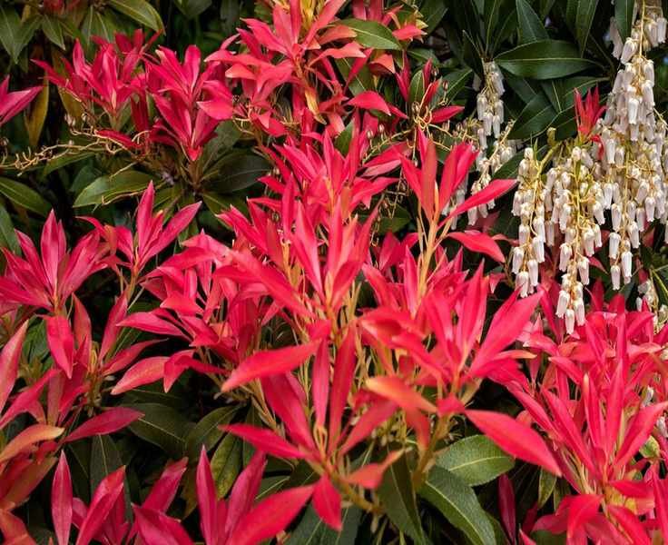Mastering Pieris Care: Your Guide to Growing Andromeda Bushes