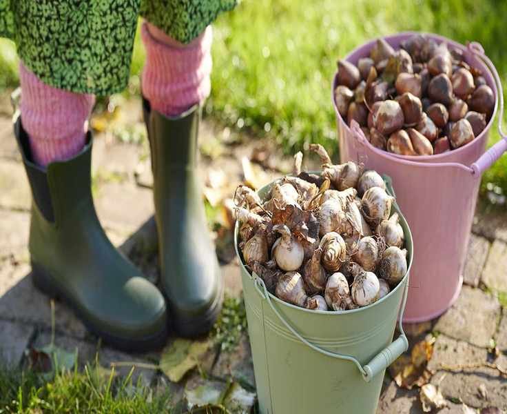Avoid These 8 Common Bulb Planting Mistakes for a Vibrant Spring Garden