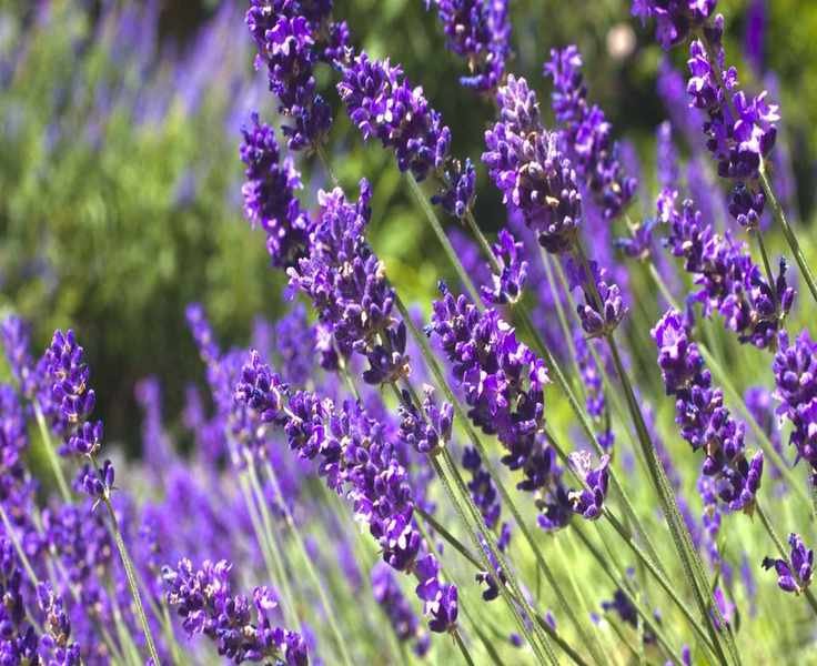 Expert Tips for Thriving Lavender Plants in Containers
