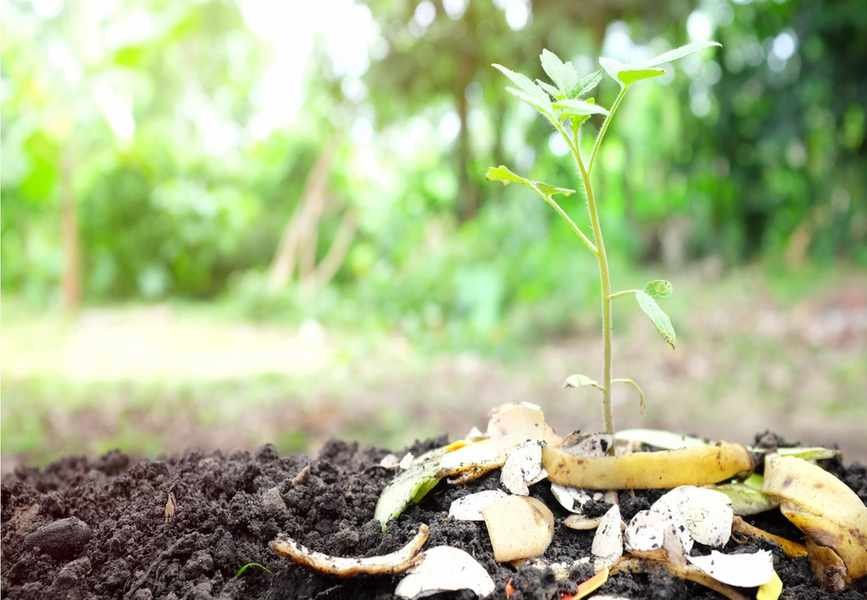 Banana Peels: An Unexpected Boost for Your Plants