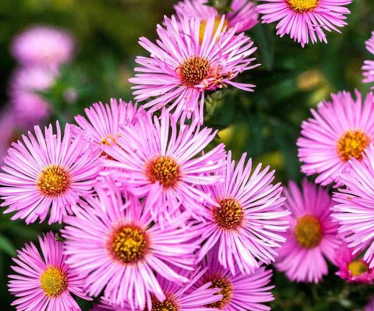 New England aster 'Rudelsburg' Michaelmas daisies Asters