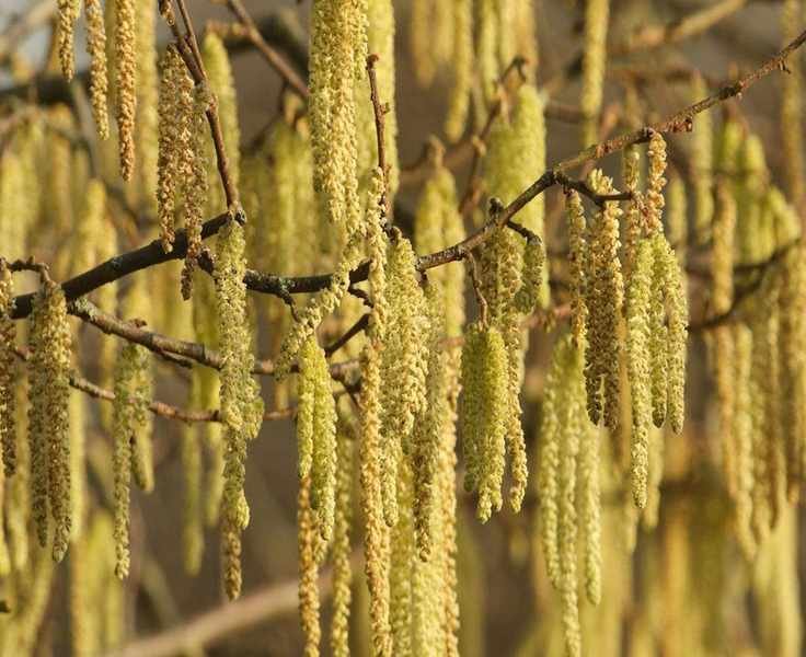 7 Uplifting Winter Gardening Tips to Enhance Your Mood