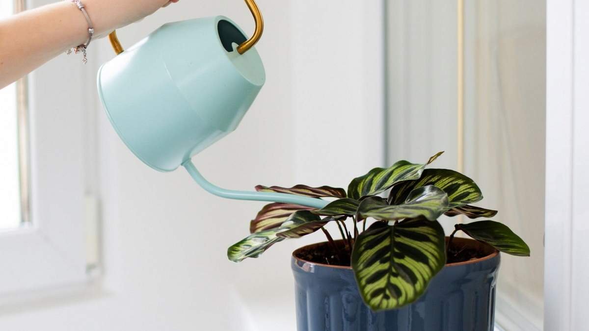Essential Tips for Watering Calatheas: Avoid These Common Mistakes