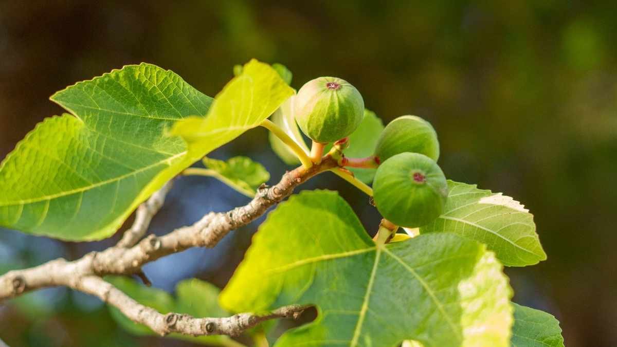 Discover the Top Drought-Resistant Fruit Trees for Your Garden