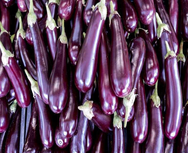 Avoid These 6 Common Eggplant Growing Mistakes for a Better Harvest