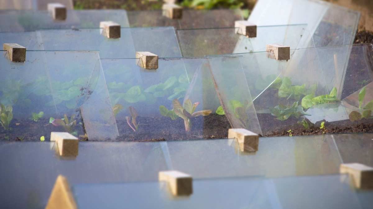 Creative DIY Cloches: 5 Innovative Ways to Shield Your Plants
