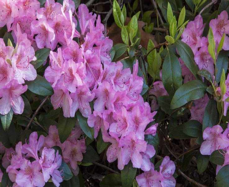 Deadheading Azaleas and Rhododendrons: Essential Tips for Healthy Blooms