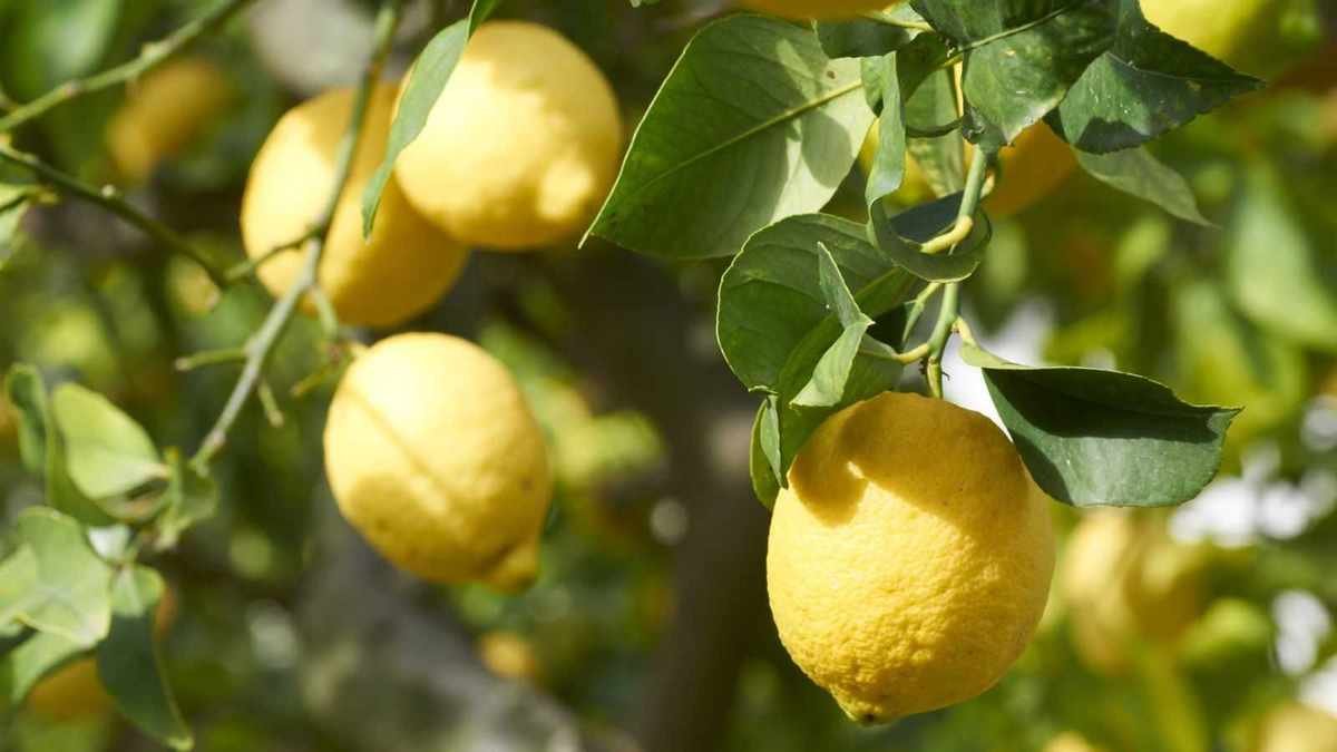 Essential Care for Your Lemon Tree in April to Boost Growth and Fruit