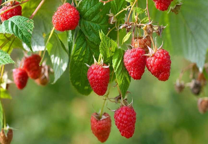 Best Timing for Transplanting Raspberries to Boost Your Garden