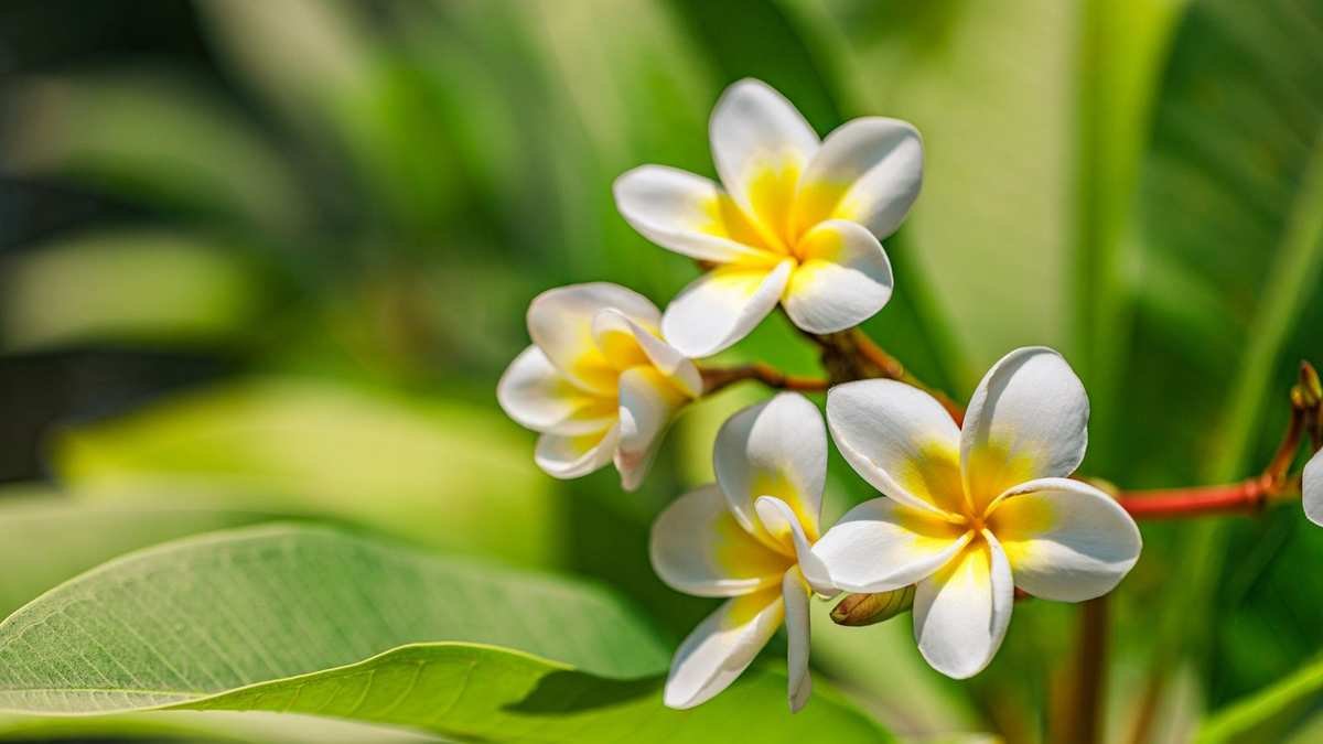 Choosing Plants for Zones 10-13: What Thrives in Warmer Climates
