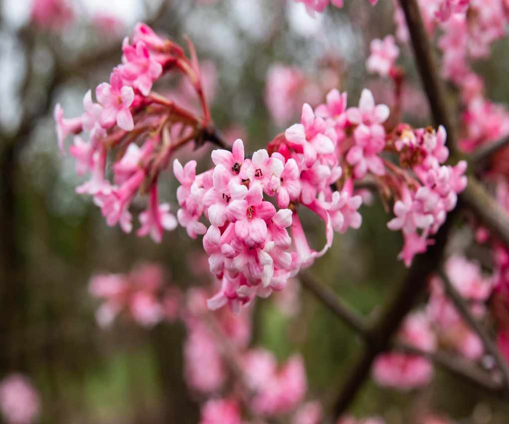 Viburnum &amp;times; bodnantense 'Dawn'