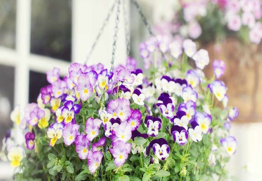 Top Picks for Winter Hanging Baskets: 10 Vibrant Flowering Options