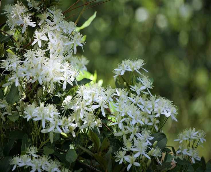 Sweet Autumn clematis (C. terniflora)