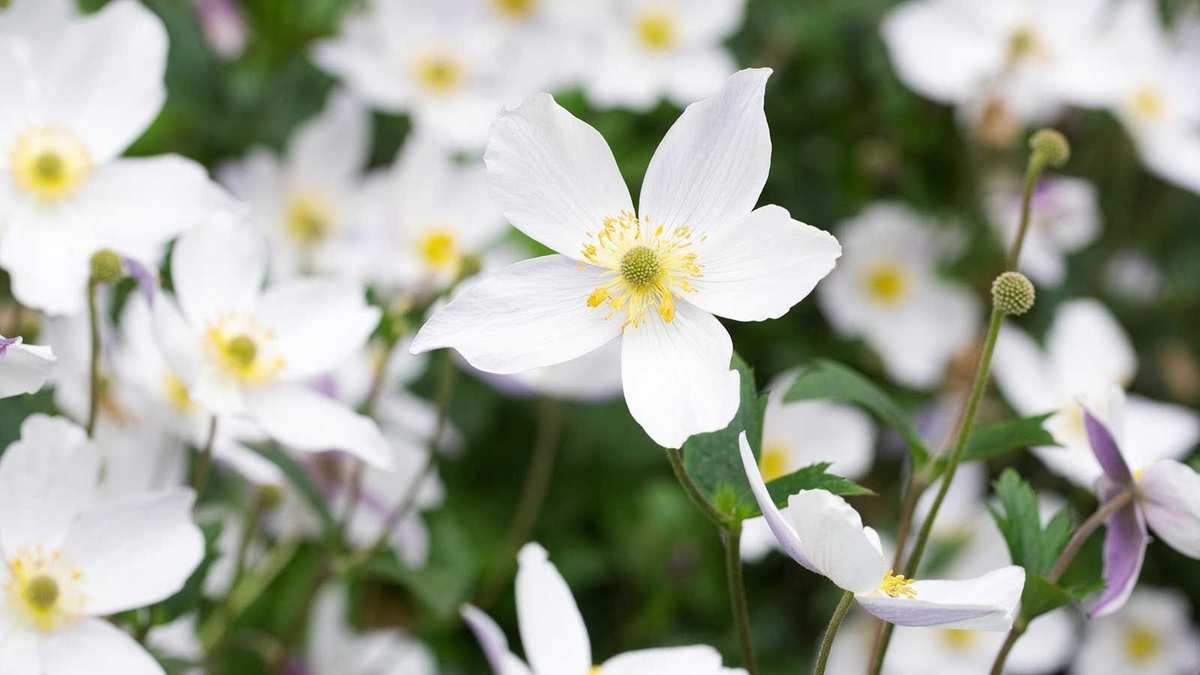 Top Plants for a Nordic-Inspired Backyard: 7 Stunning Selections